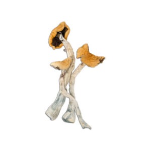 Buy 24K Golden Teacher Mushrooms Online