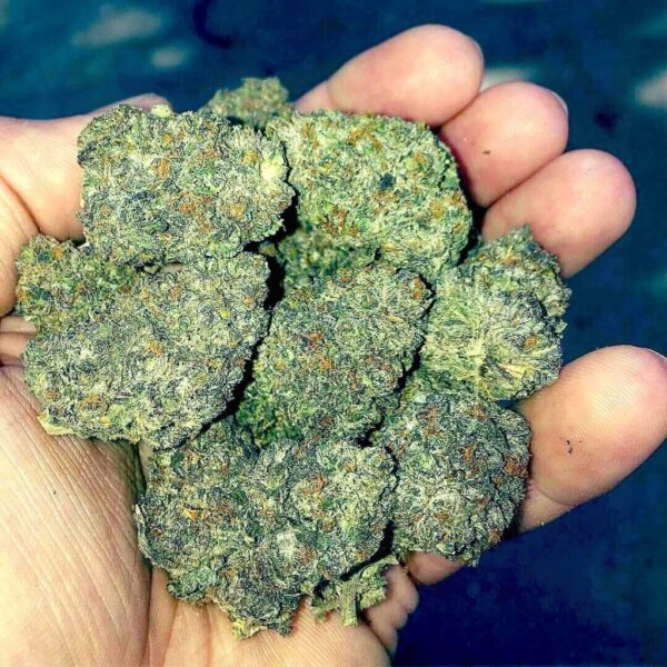 Buy 9LB Hammer Indica Strain Online 1 Buy 9LB Hammer Indica Strain Online