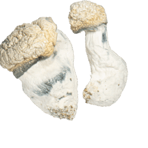 Buy Albino Monster 404 Mushrooms Online