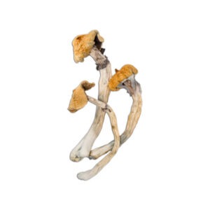 Buy Amazonian Mushrooms Online