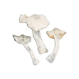Buy Atlantic Treasure Coast Mushrooms Online