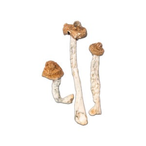 Buy B+ Cubensis Mushrooms Online