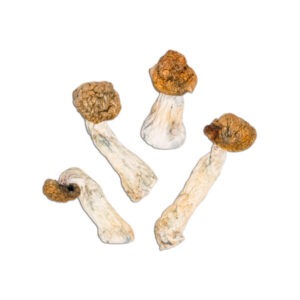 Buy Blue Meanies Mushrooms Online