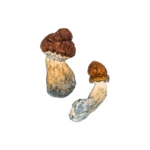 Buy Blue Pulaski Mushrooms Online