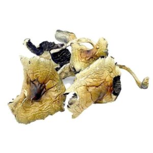 Buy Brazilian Cubensis Mushrooms Online