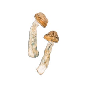 Buy Code Blue Mushrooms Online