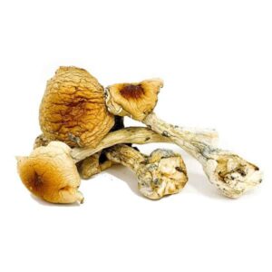 Buy Costa Rican Mushrooms Online