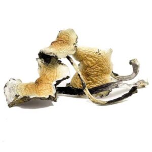 Buy Daddy Long Legs Mushrooms Online