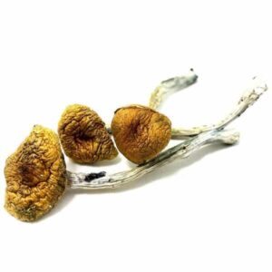 Buy Flying Saucers Mushrooms Online