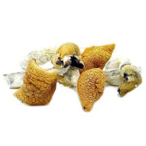 Buy Golden Teachers Mushrooms Online