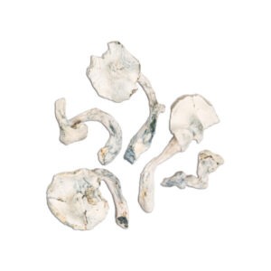 Buy Jedi Mind Fuck Mushrooms Online