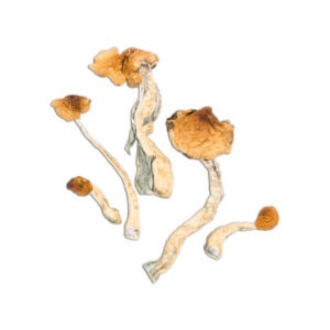 Buy Malabar Mushroom Online