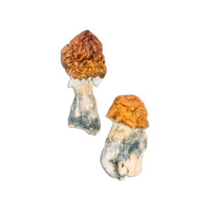 Buy Texas Yellow Cap Mushrooms Online
