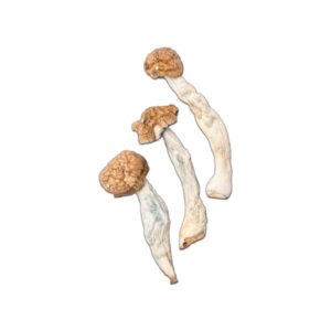 Buy Trinity Mushrooms Online