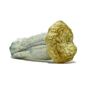 Buy Yeti Mushrooms Online