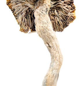 Buy Hillbilly Cubensis Magic Mushrooms Online