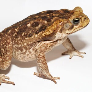 Buy Bufo Bufo Toad Venom Online