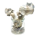 Buy Albino Penis Envy Magic Mushrooms Online 5 Buy Albino Penis Envy Magic Mushrooms Online - Image 5