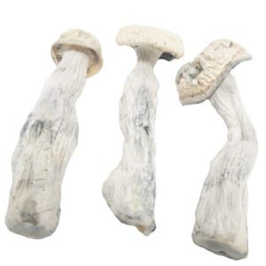 Buy Albino Penis Envy Magic Mushrooms Online
