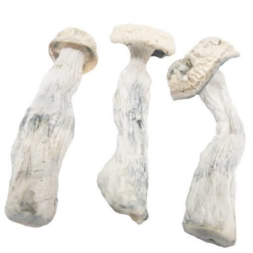 Buy Albino Penis Envy Magic Mushrooms Online 1 Buy Albino Penis Envy Magic Mushrooms Online