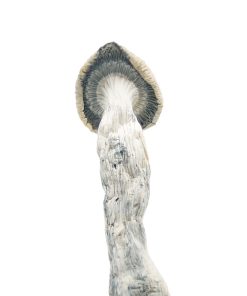 Buy Albino Penis Envy Magic Mushrooms Online 3 Buy Albino Penis Envy Magic Mushrooms Online - Image 3