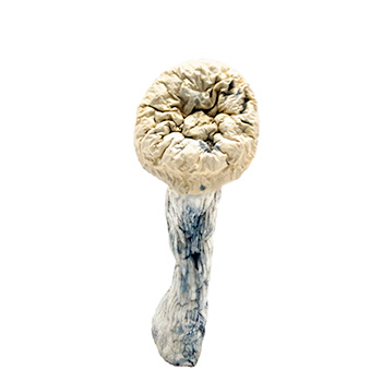 Buy Albino Penis Envy Magic Mushrooms Online 2 Buy Albino Penis Envy Magic Mushrooms Online - Image 2