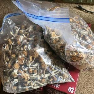 Buy Golden Teacher Mushrooms Online