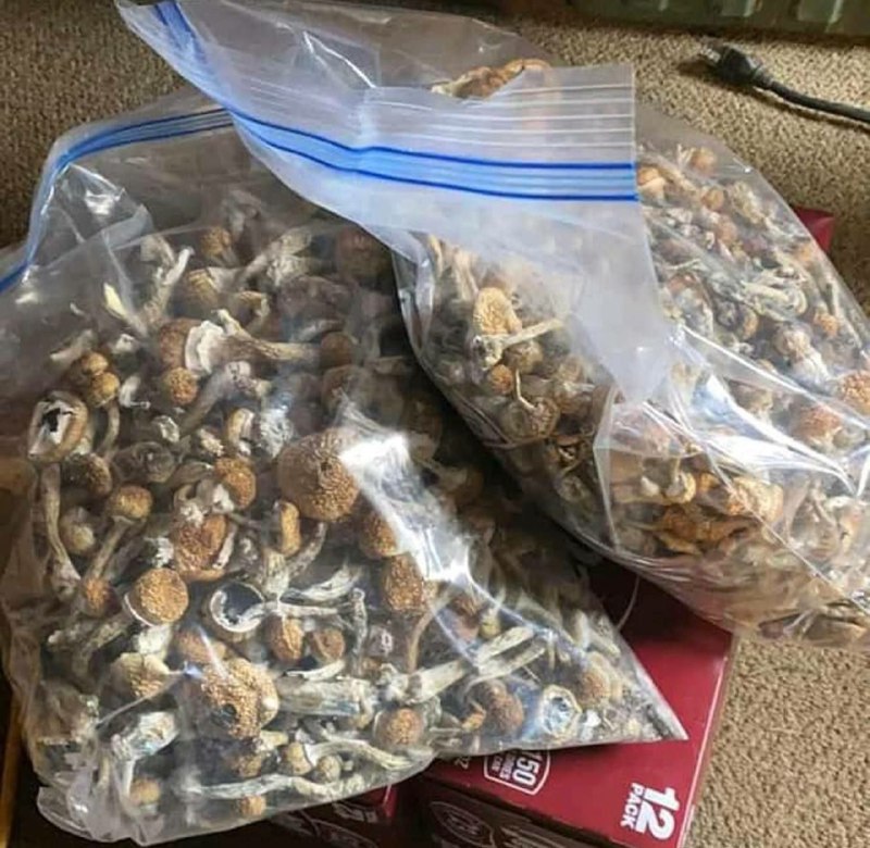 Buy Golden Teacher Mushrooms Online 1 Buy Golden Teacher Mushrooms Online