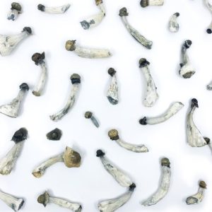 Buy Flying Saucers (Azurescens) Magic Mushrooms