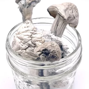 Buy Albino Penis Envy Magic Mushrooms Online 4 Buy Albino Penis Envy Magic Mushrooms Online - Image 4